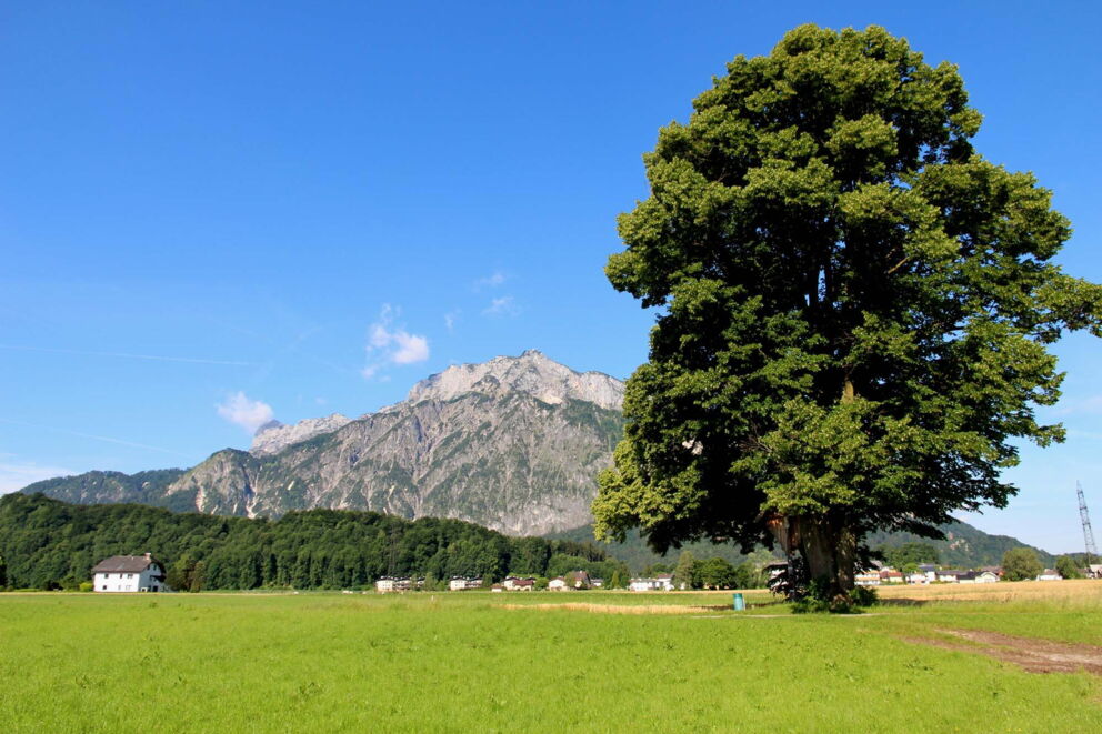 Baum in Anif